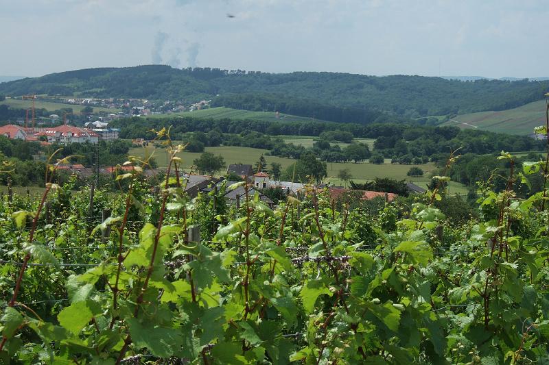 3-3-08 Weinberge vor Perl.JPG - Nur gut, dass wir keinen Süd-West-Wind haben